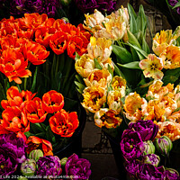 Buy canvas prints of Vibrant tulips in orange, yellow, and purple hues, freshly bloomed and displayed at a flower market, showcasing the beauty of spring florals in York, North Yorkshire, England. by Man And Life