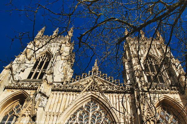 Gothic cathedral facade with intricate architecture and blue sky background, framed by bare tree branches in York, North Yorkshire, England. Picture Board by Man And Life