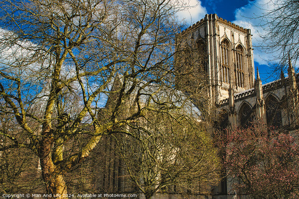 Historic cathedral with Gothic architecture, framed by leafless trees under a blue sky with fluffy clouds in York, North Yorkshire, England. Picture Board by Man And Life