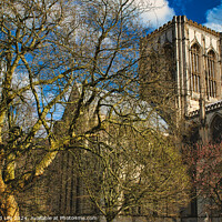 Buy canvas prints of Historic cathedral with Gothic architecture, framed by leafless trees under a blue sky with fluffy clouds in York, North Yorkshire, England. by Man And Life