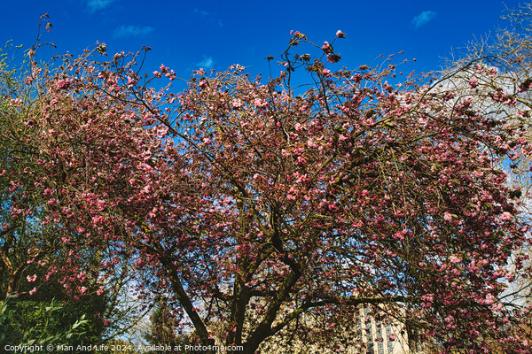 Blossoming pink cherry tree against a clear blue sky on a sunny day, signaling the arrival of spring in York, North Yorkshire, England. Picture Board by Man And Life