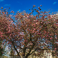 Buy canvas prints of Blossoming pink cherry tree against a clear blue sky on a sunny day, signaling the arrival of spring in York, North Yorkshire, England. by Man And Life