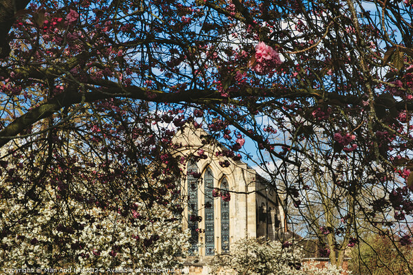 Springtime view of a historic building framed by branches with pink and white blossoms under a clear blue sky in York, North Yorkshire, England. Picture Board by Man And Life