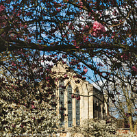 Buy canvas prints of Springtime view of a historic building framed by branches with pink and white blossoms under a clear blue sky in York, North Yorkshire, England. by Man And Life