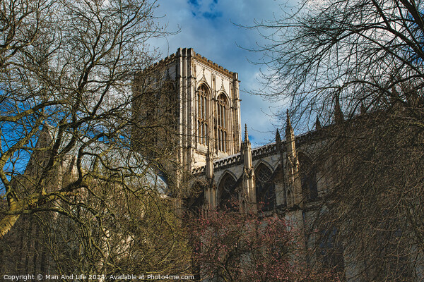 Majestic medieval cathedral with Gothic architecture, towering amidst leafless trees under a blue sky with fluffy clouds, ideal for historical or travel themes in York, North Yorkshire, England. Picture Board by Man And Life