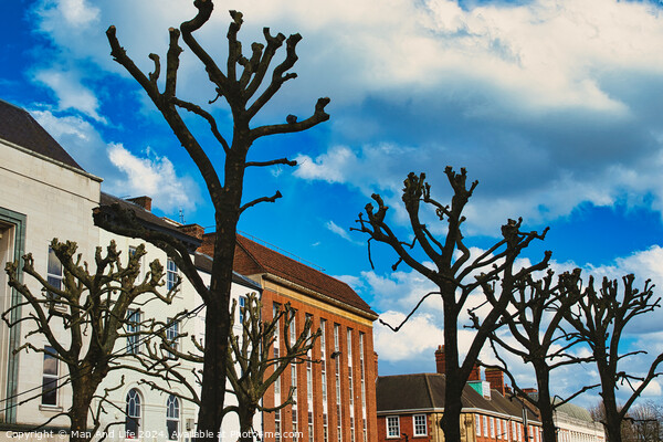Leafless pruned trees stand against a vibrant blue sky with fluffy clouds, with traditional European architecture in the background in York, North Yorkshire, England. Picture Board by Man And Life
