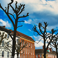 Buy canvas prints of Leafless pruned trees stand against a vibrant blue sky with fluffy clouds, with traditional European architecture in the background in York, North Yorkshire, England. by Man And Life