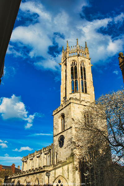 Gothic church tower against a vibrant blue sky with fluffy clouds, showcasing intricate architectural details and a blooming tree at the corner in York, North Yorkshire, England. Picture Board by Man And Life
