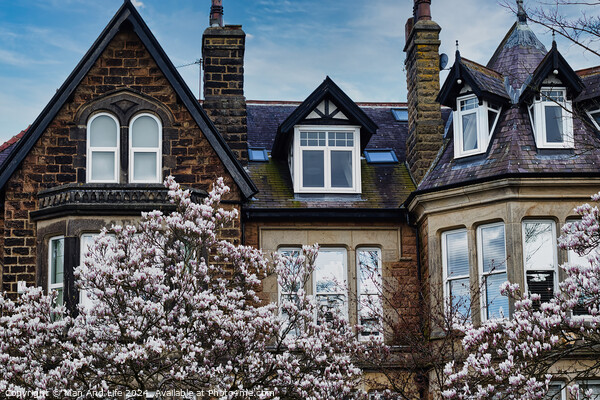 Traditional brick house with gabled roofs and dormer windows, framed by blossoming cherry trees under a clear blue sky in Harrogate, North Yorkshire. Picture Board by Man And Life