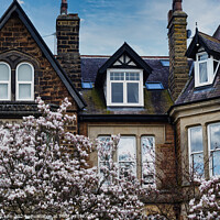 Buy canvas prints of Traditional brick house with gabled roofs and dormer windows, framed by blossoming cherry trees under a clear blue sky in Harrogate, North Yorkshire. by Man And Life