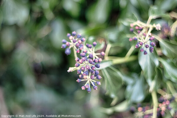 Close-up of purple berries on a shrub with a soft-focus green leafy background, capturing the detail and color contrast in a natural setting. Picture Board by Man And Life