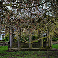 Buy canvas prints of Tranquil park scene with bare-branched trees in early spring, showcasing a rustic stone bench beneath, on a carpet of green grass, with residential buildings in the background in Harrogate, North Yorkshire. by Man And Life
