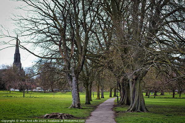 Serene park pathway lined with bare trees leading towards a distant church spire, with lush green grass and a tranquil atmosphere, suitable for themes of nature, peace, and solitude in Harrogate, North Yorkshire. Picture Board by Man And Life