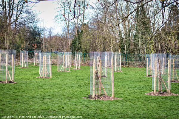 Young trees protected by wooden stakes and wire mesh in a green public park, showcasing urban reforestation and environmental conservation efforts in Harrogate, North Yorkshire. Picture Board by Man And Life
