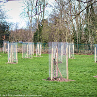 Buy canvas prints of Young trees protected by wooden stakes and wire mesh in a green public park, showcasing urban reforestation and environmental conservation efforts in Harrogate, North Yorkshire. by Man And Life