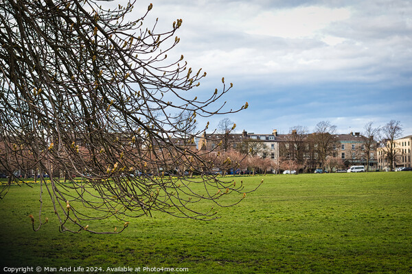 Early spring scenery with budding branches in the foreground and a lush green park leading to a row of urban buildings under a dynamic cloudy sky in Harrogate, North Yorkshire. Picture Board by Man And Life
