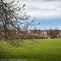 Buy canvas prints of Early spring scenery with budding branches in the foreground and a lush green park leading to a row of urban buildings under a dynamic cloudy sky in Harrogate, North Yorkshire. by Man And Life
