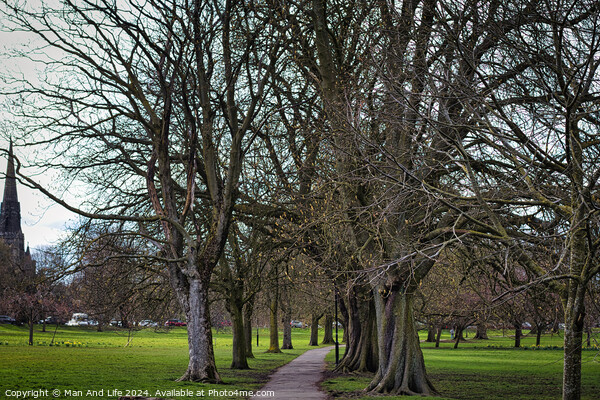 Serene park pathway lined with bare trees in early spring, with lush green grass on either side, hinting at the onset of new growth and natural beauty in Harrogate, North Yorkshire. Picture Board by Man And Life
