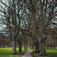Buy canvas prints of Serene park pathway lined with bare trees in early spring, with lush green grass on either side, hinting at the onset of new growth and natural beauty in Harrogate, North Yorkshire. by Man And Life