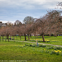 Buy canvas prints of Tranquil park scene with blooming daffodils and bare trees, with a winding path and residential houses in the background under a cloudy sky in Harrogate, North Yorkshire. by Man And Life