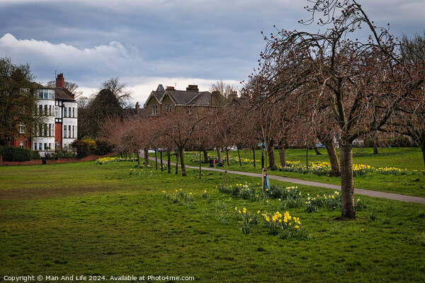 Tranquil park scene with blooming daffodils and bare trees, with a winding path and residential houses in the background under a cloudy sky in Harrogate, North Yorkshire. Picture Board by Man And Life