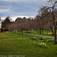Buy canvas prints of Tranquil park scene with blooming daffodils and bare trees, with a winding path and residential houses in the background under a cloudy sky in Harrogate, North Yorkshire. by Man And Life