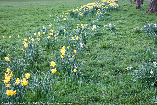 Yellow flowers on the field in the park Picture Board by Man And Life
