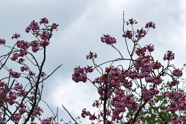 Spring Blossoms Against Cloudy Sky Picture Board by Man And Life