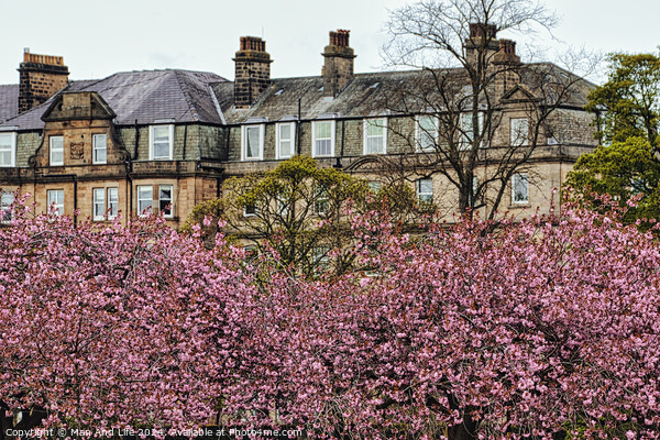 Spring Blossoms and Stone Houses in North Yorkshire Picture Board by Man And Life