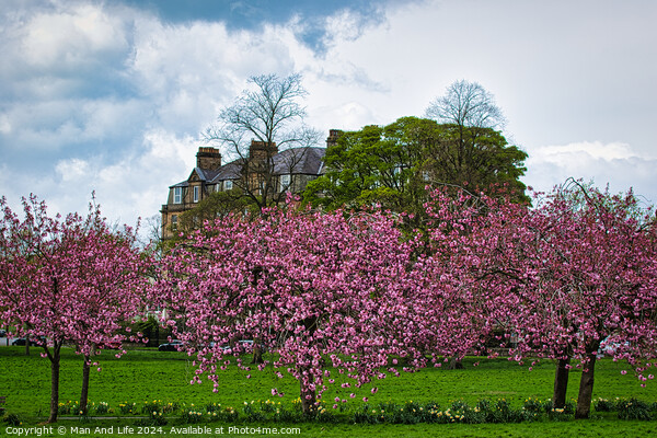 Spring Blossom Spectacle in North Yorkshire Picture Board by Man And Life