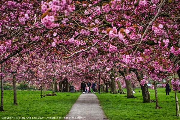 Cherry Blossom Pathway in Spring in Harrogate ,North Yorkshire Picture Board by Man And Life