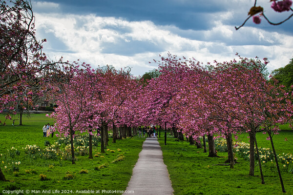 Cherry Blossom Pathway in Harrogate ,North Yorkshire Picture Board by Man And Life
