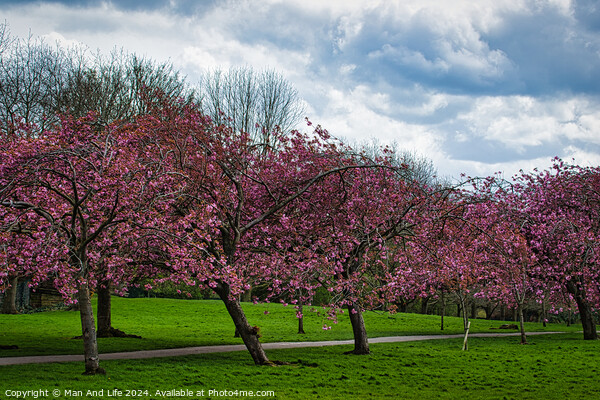 Spring Blossom Spectacle in Harrogate ,North Yorkshire Picture Board by Man And Life