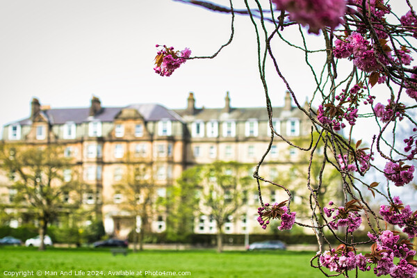 Spring Blossoms in Urban Setting in Harrogate ,North Yorkshire Picture Board by Man And Life