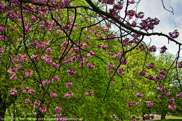 Spring Blossom Spectacle in Harrogate ,North Yorkshire Picture Board by Man And Life