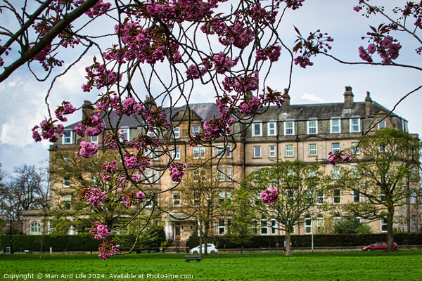 Spring Blossoms and Historic Architecture in Harrogate ,North Yorkshire Picture Board by Man And Life