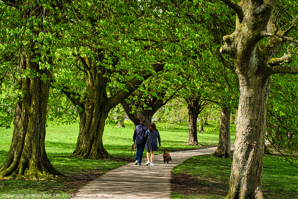 Stroll in the Park in Harrogate ,North Yorkshire Picture Board by Man And Life