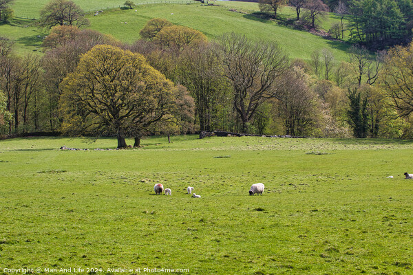 Pastoral Spring Day in North Yorkshire, England Picture Board by Man And Life