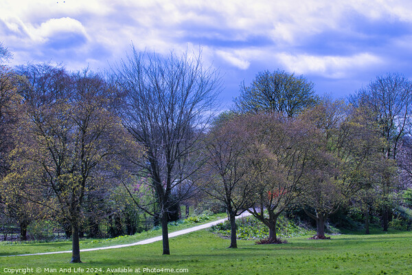 Springtime Park Pathway in Harrogate, North Yorkshire Picture Board by Man And Life
