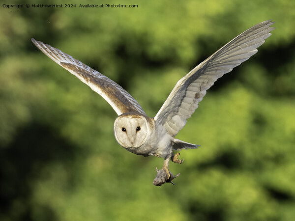 Barn Owl in Flight Picture Board by Matthew Hirst