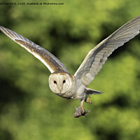 Buy canvas prints of Barn Owl in Flight by Matthew Hirst
