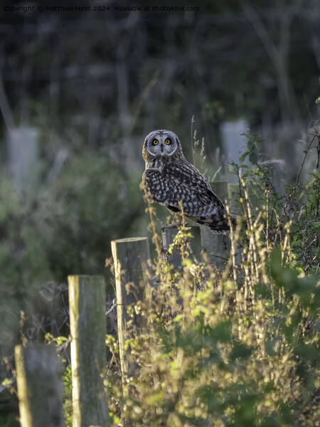 Short Eared Owl (what you looking at?) Picture Board by Matthew Hirst