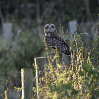 Buy canvas prints of Short Eared Owl (what you looking at?) by Matthew Hirst