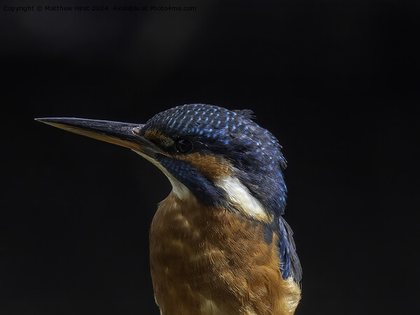 Kingfisher (closeup) Picture Board by Matthew Hirst