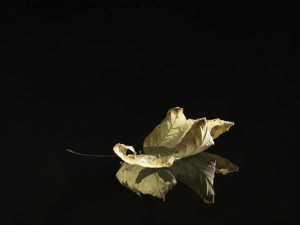 A close up of a leaf, floating down a river. Picture Board by Matthew Hirst