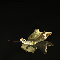 Buy canvas prints of A close up of a leaf, floating down a river. by Matthew Hirst