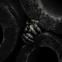Buy canvas prints of Jumping Spider by Matthew Hirst