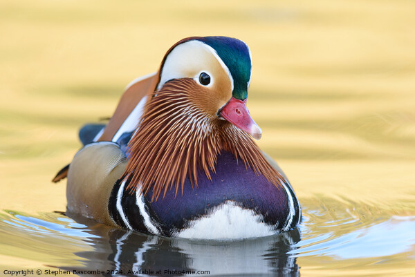 Mandarin Duck Picture Board by Stephen Bascombe