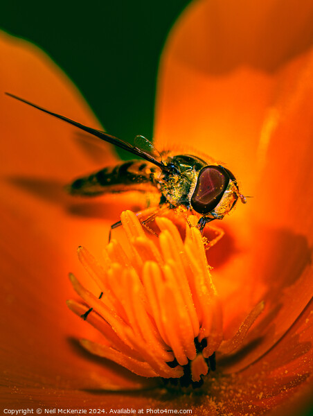 Hoverfly collecting nectar Picture Board by Neil McKenzie