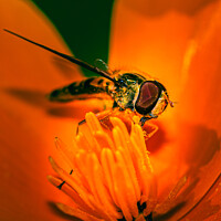 Buy canvas prints of Hoverfly collecting nectar by Neil McKenzie